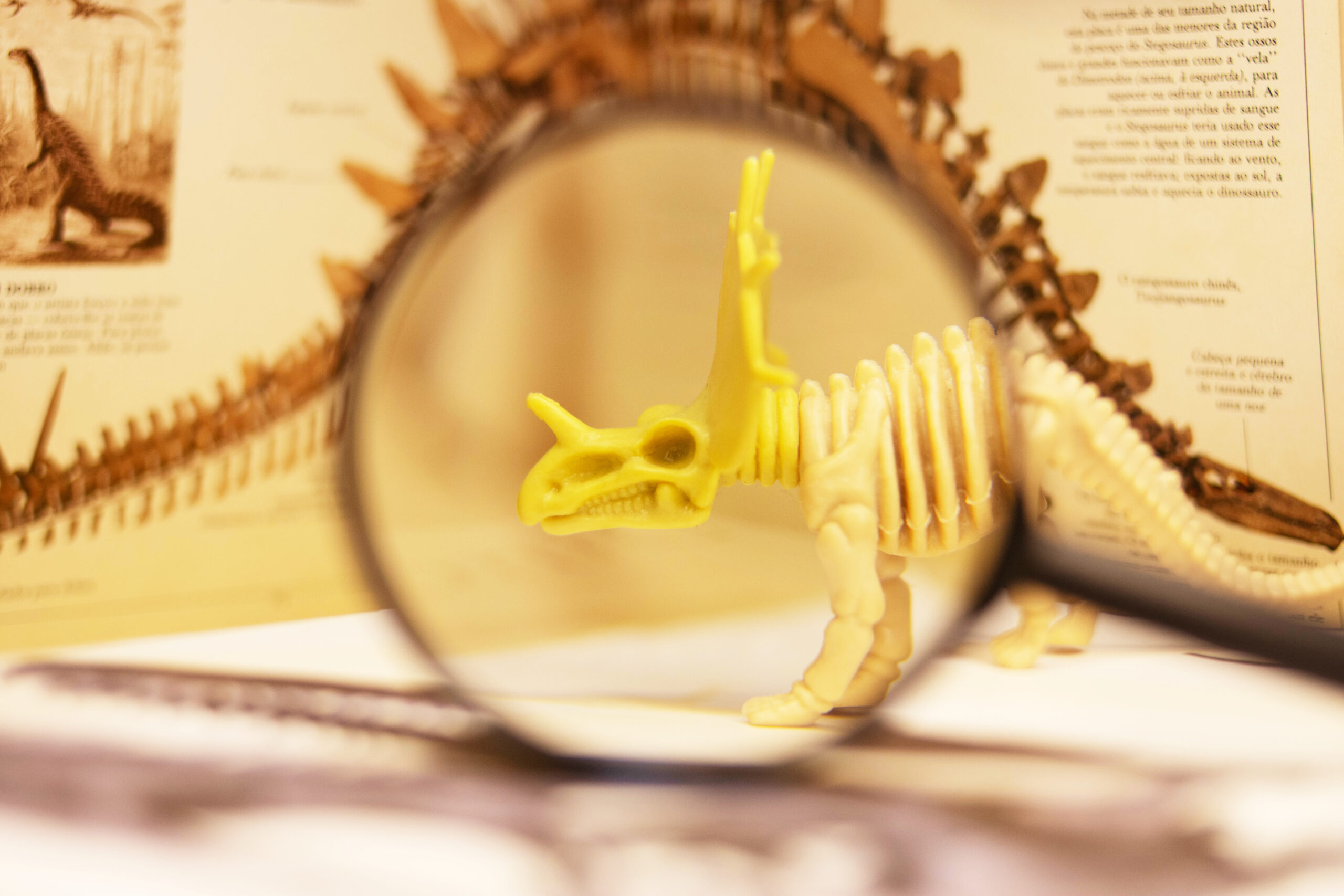 Magnifying-glass-of-Triceratops