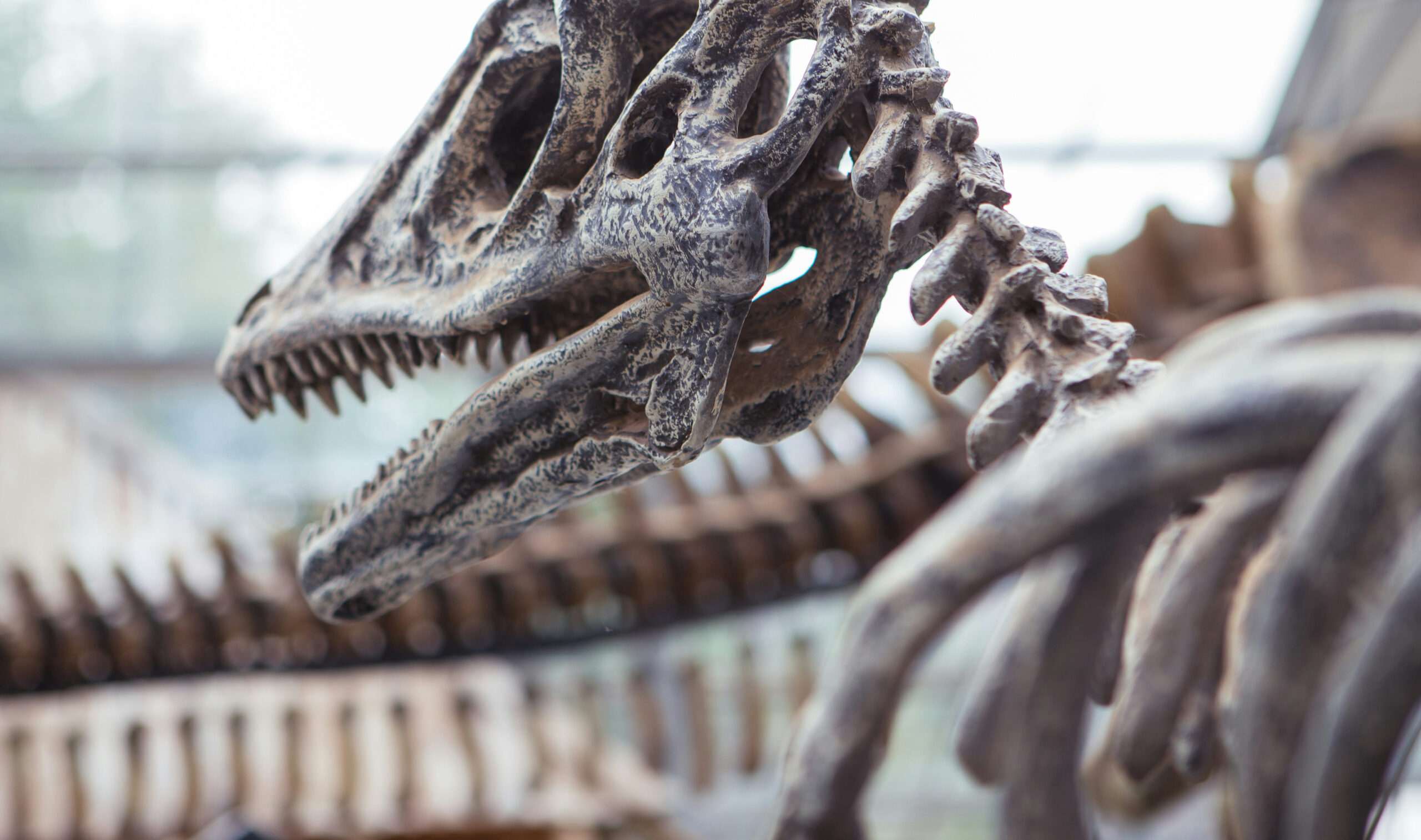 Dinosaur-skeleton-close-up