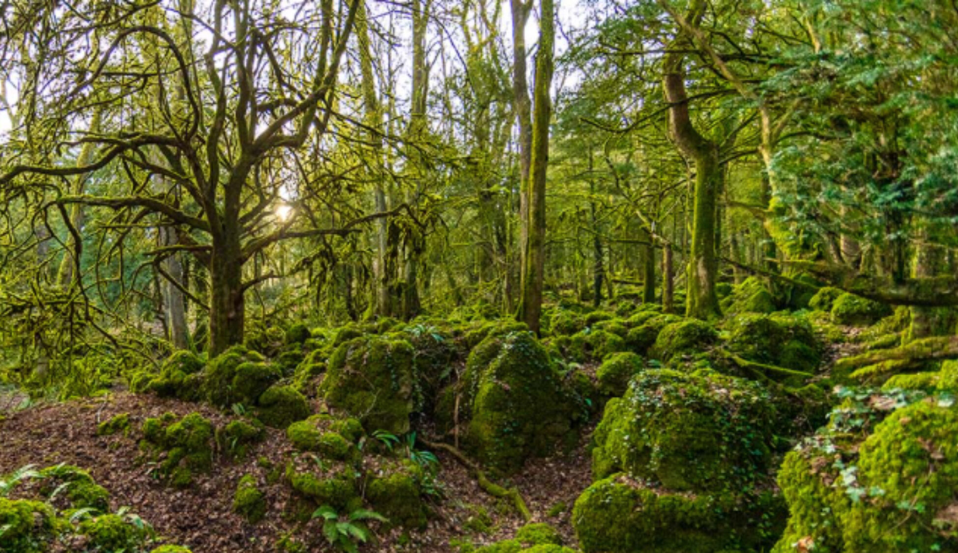 Puzzlewood Adventure