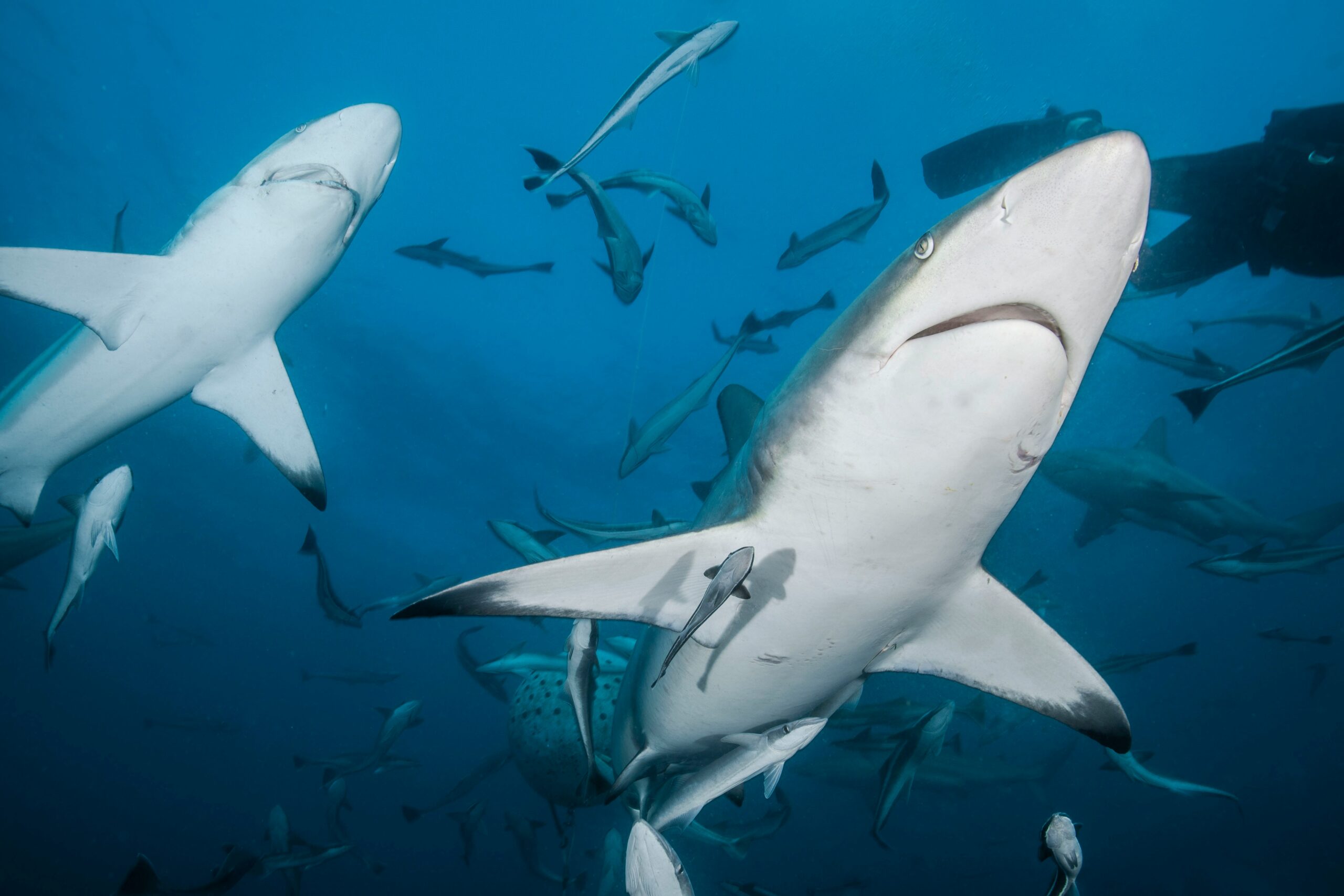 Swimming with sharks for Family Attraction idea