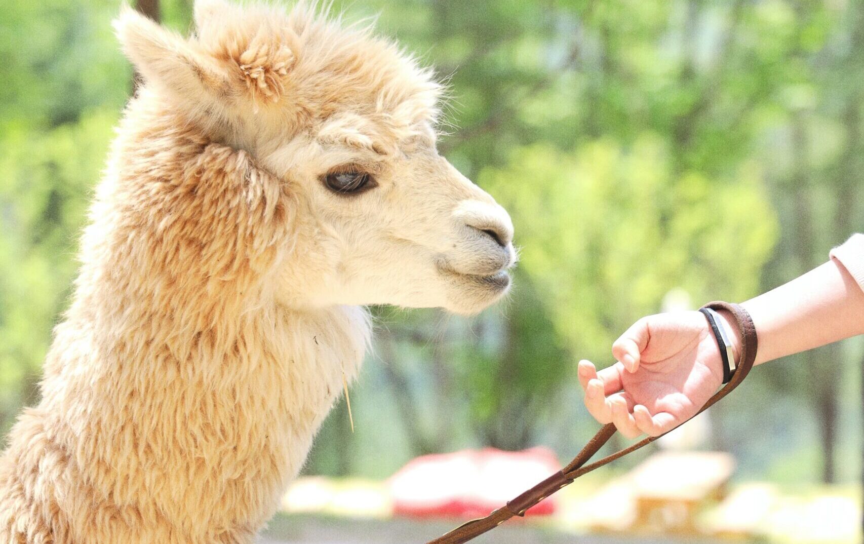 Alpaca walking teenager days out