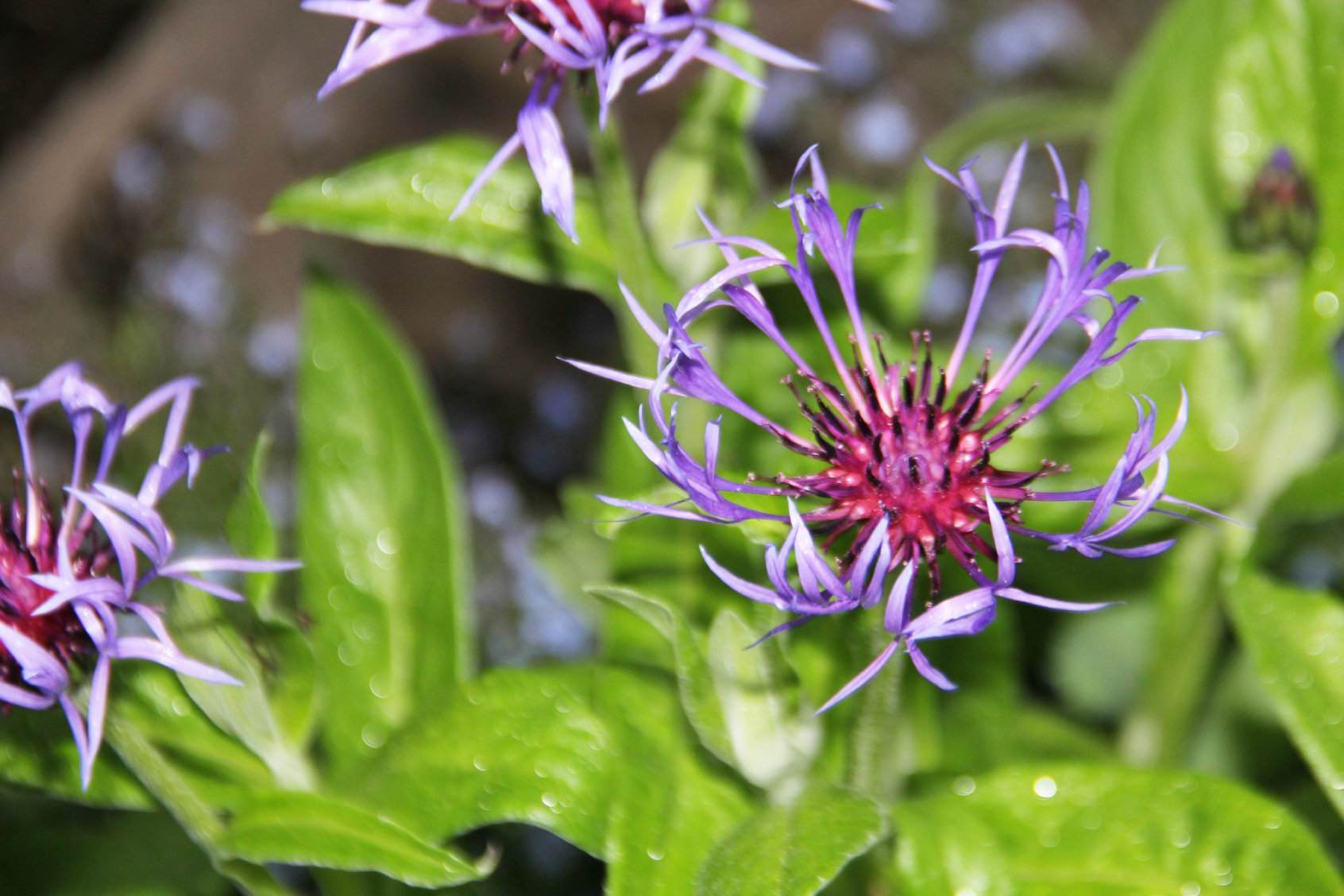 Lilac flower with green leaves secret garden