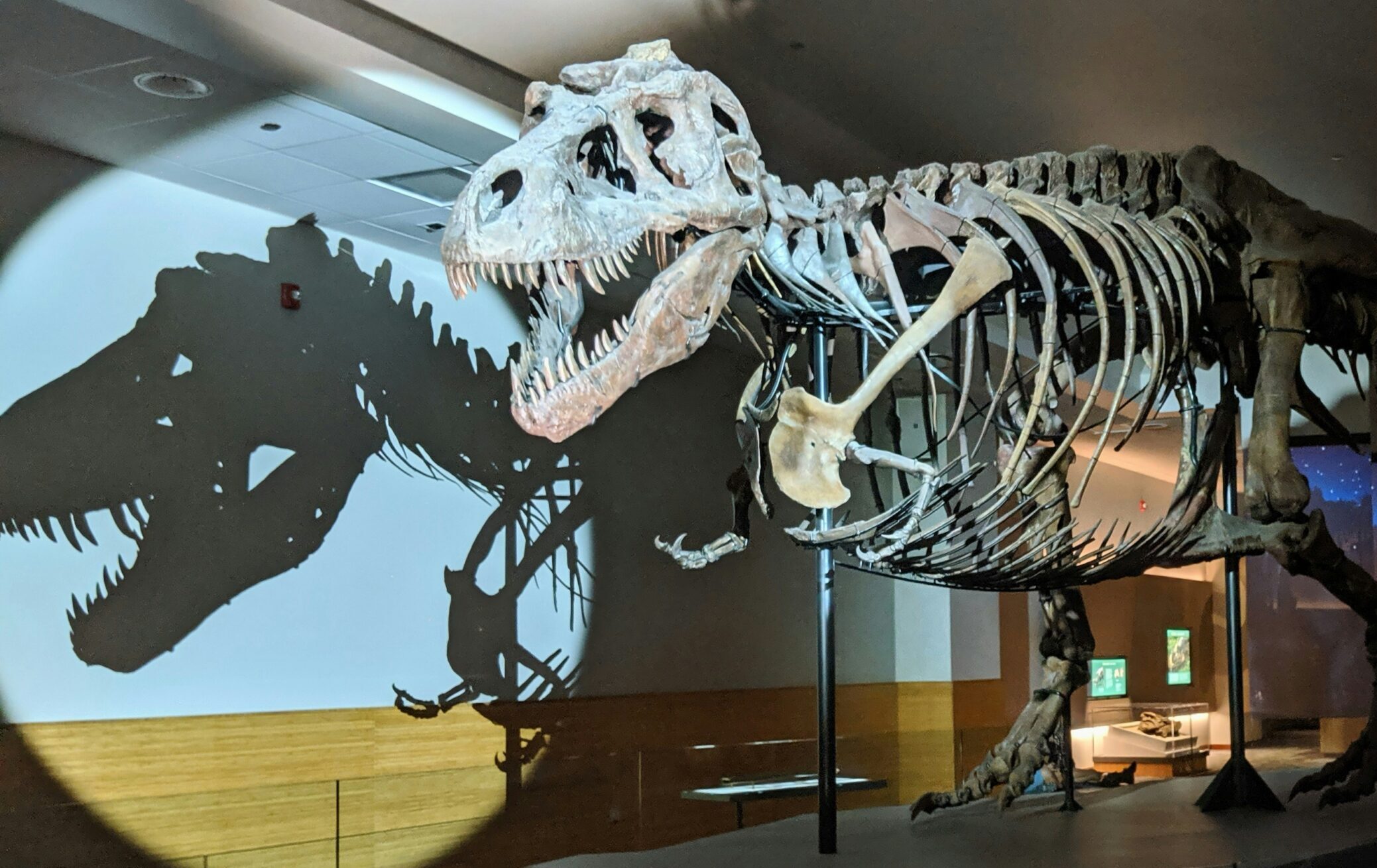 T Rex Skeleton