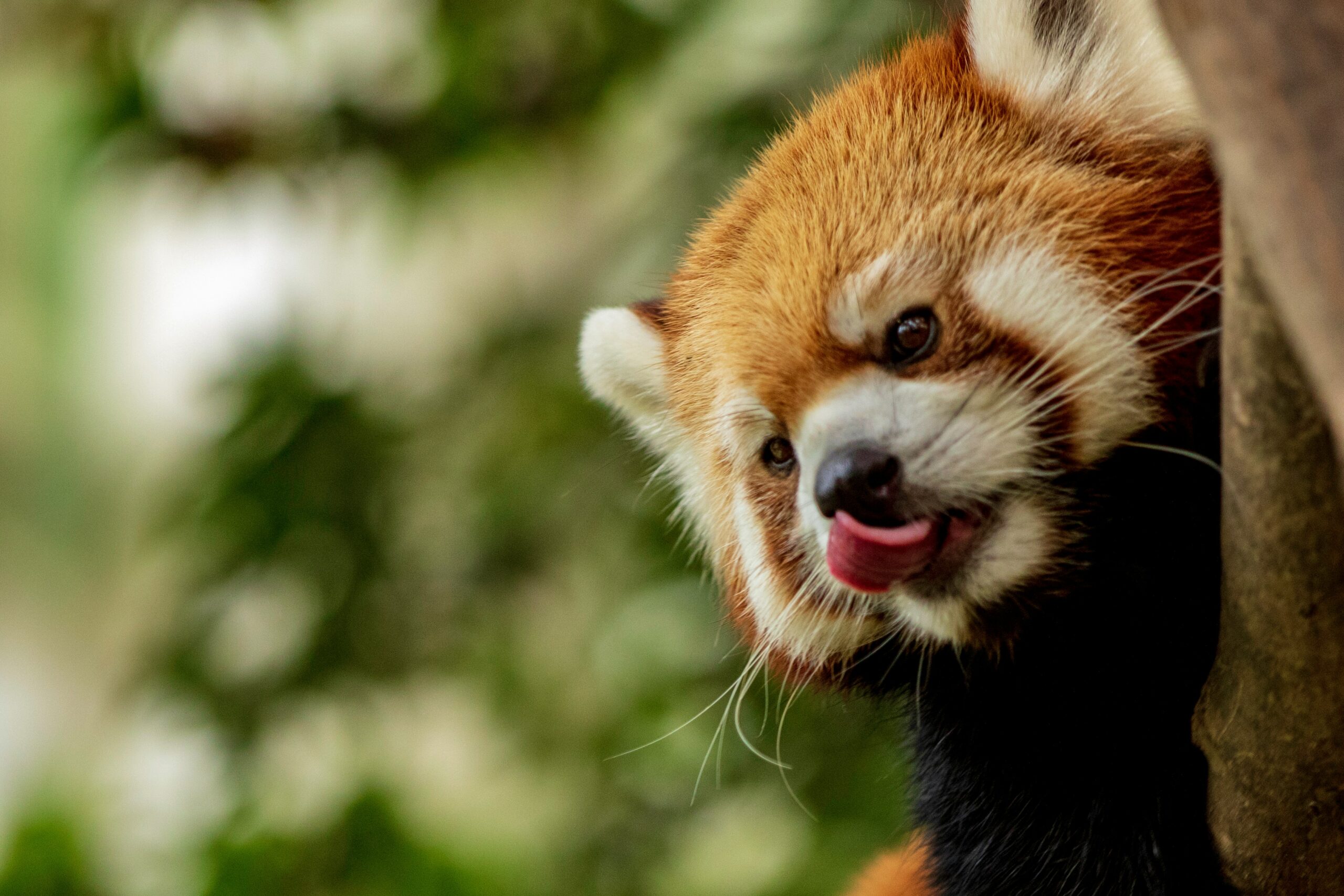 red panda