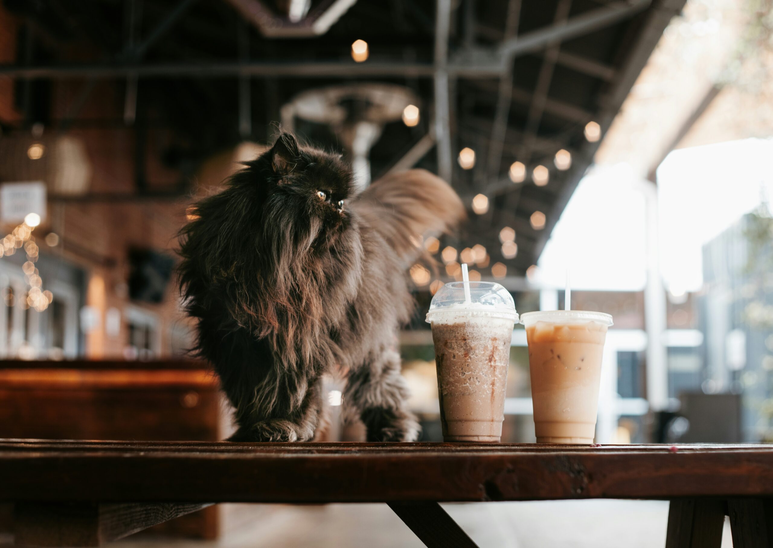 cat cafe afternoon tea