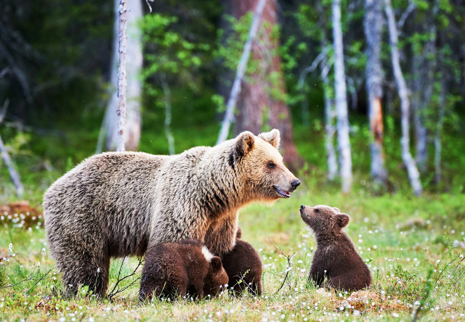 Bears Best days out